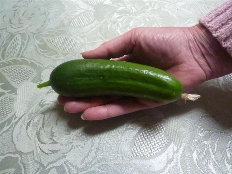 LA DIVA MINI Cucumber USA heirloom 10 seeds